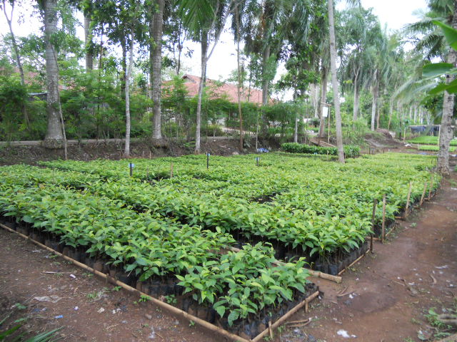  Line up of Mahogany planted 3 months ago