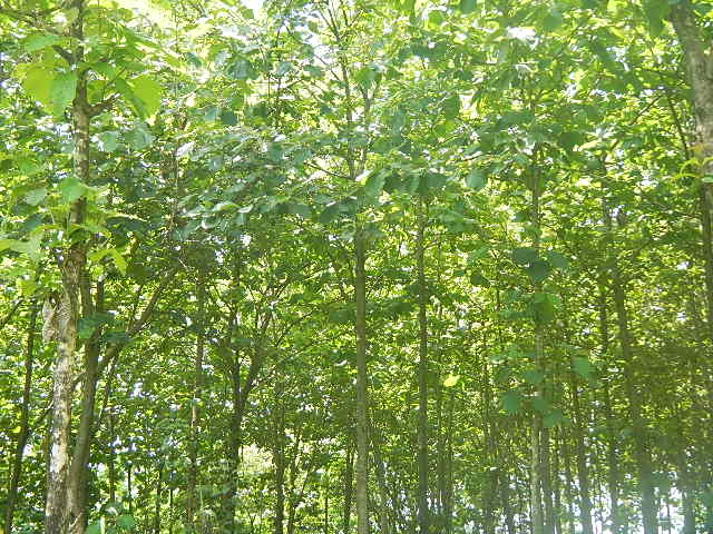 Sriyanto's Trees in Boyolali