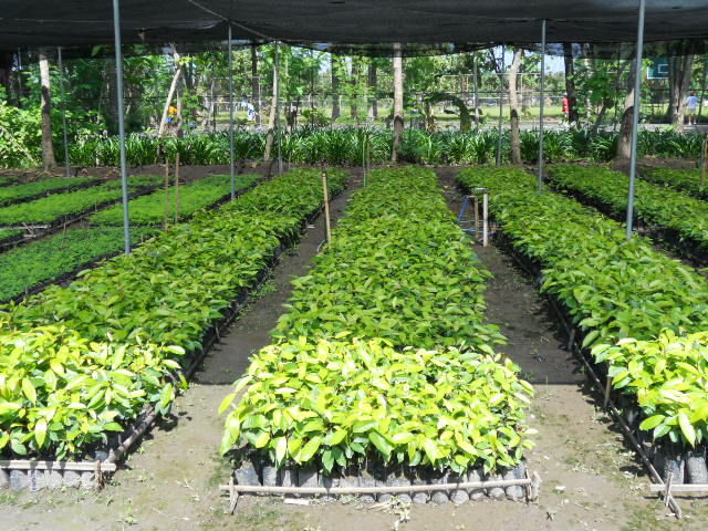  view of nursery developed by SMKN 1 Trucuk, Klaten, Central Java