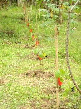 Newly planted seedlings