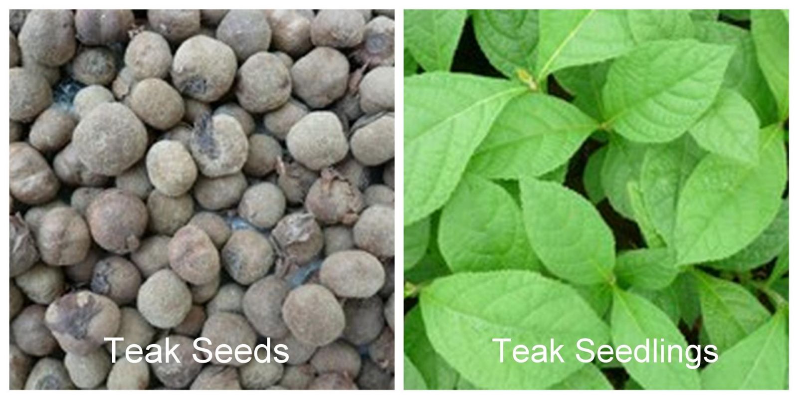Teak Seedlings