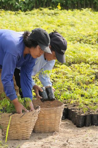 Preparing Seedlings to be planted