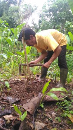 Farmer Planting Trees Trees Planting Season
