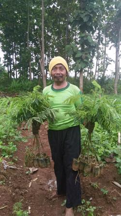Farmer With His Seedlings Trees Planting Season