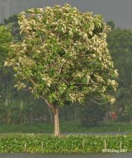 Teak Tree