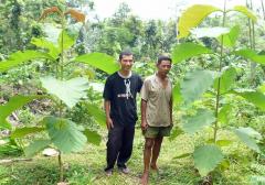 Community forester with healthy young Teak trees
