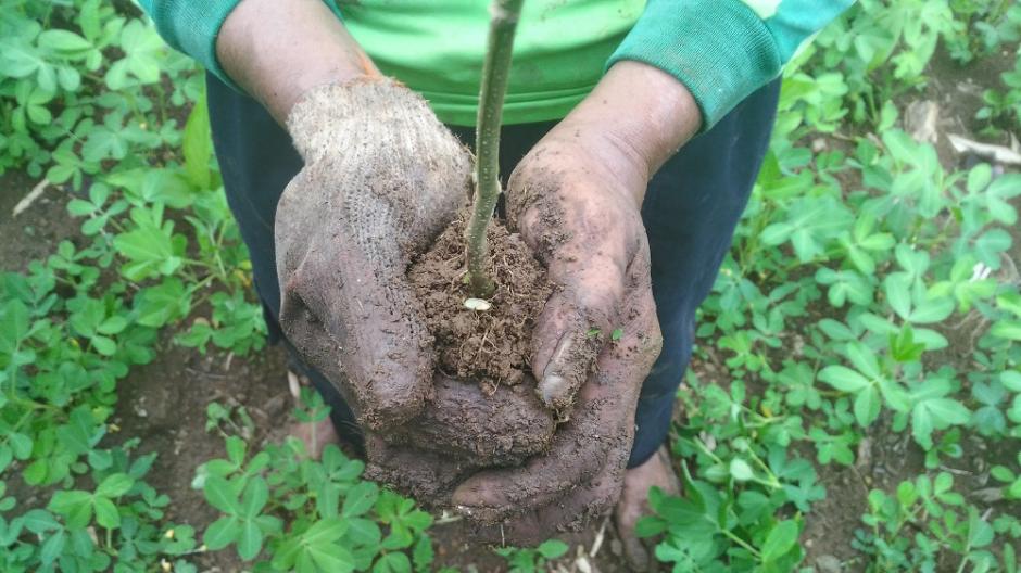 Planting, Planting, Planting!